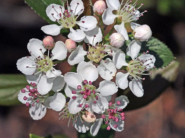 Chokeberry blomstring