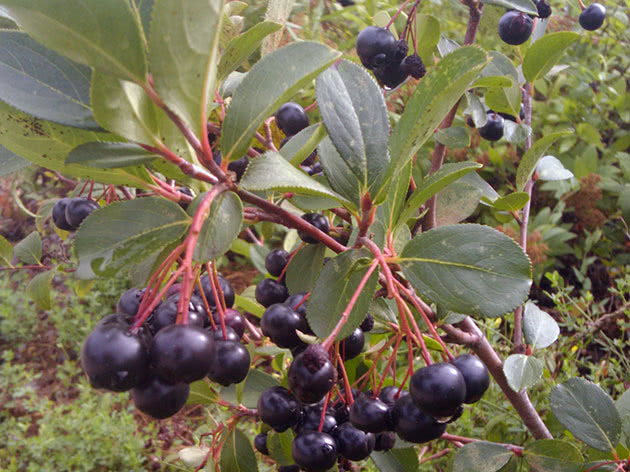 Chokeberry planting og hagestell