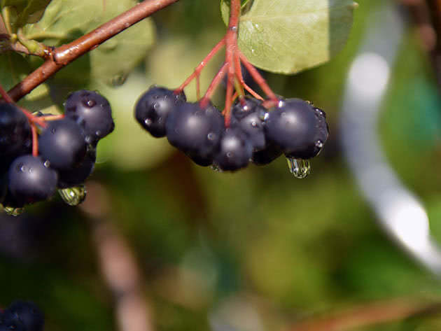 Hvordan dyrke svart chokeberry