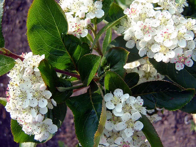 Hvordan chokeberry (chokeberry) blomstrer