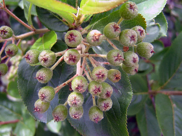 Planting og dyrking av svart chokeberry