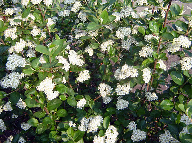 Hvordan chokeberry blomstrer i hagen