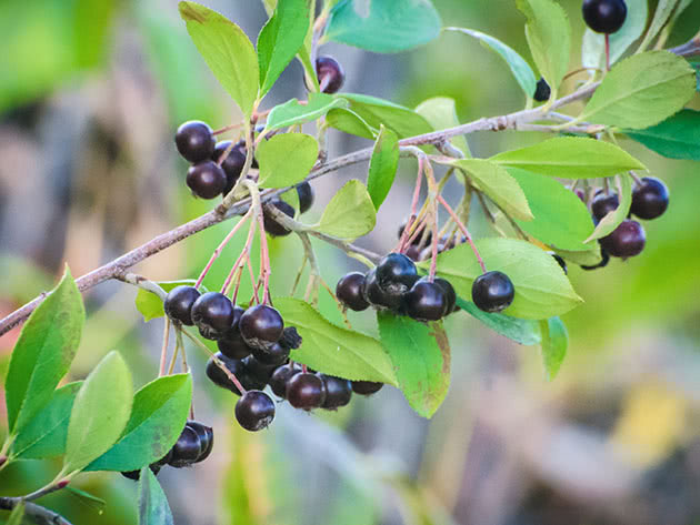 Plante chokeberry og hvordan du skal ta vare på det