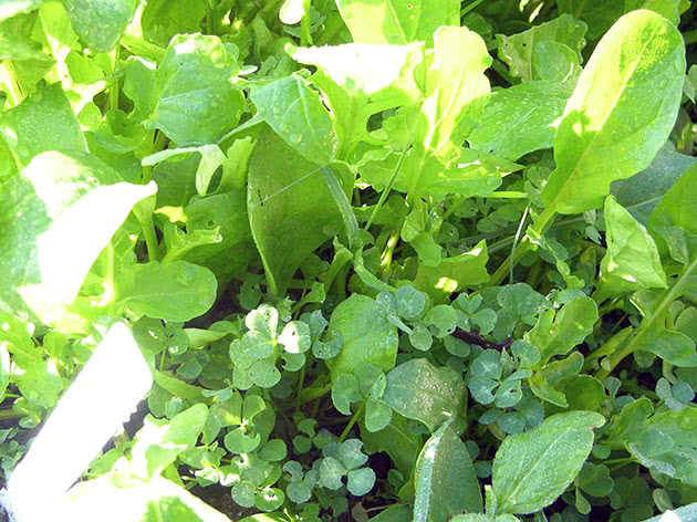 Dyrker arugula fra frø