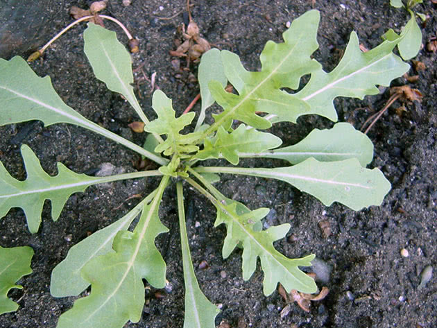 Hvordan dyrke arugula frøplanter