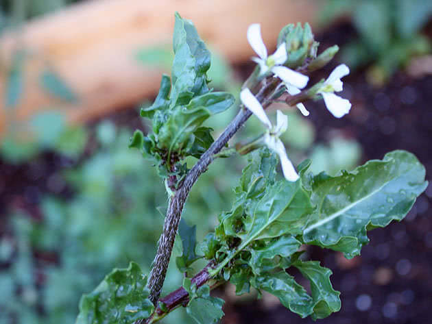 Hvordan dyrke arugula riktig