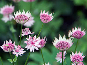 Blomster astrantia