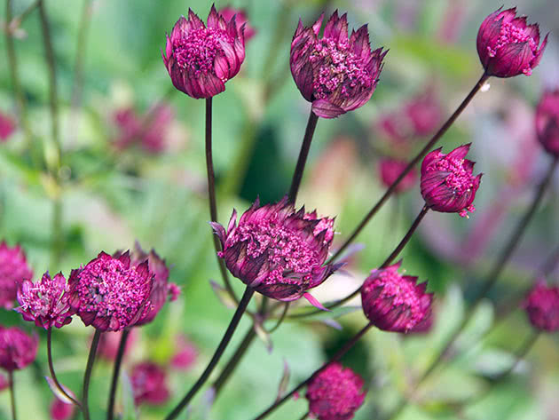 Voksende Astrantia fra frø