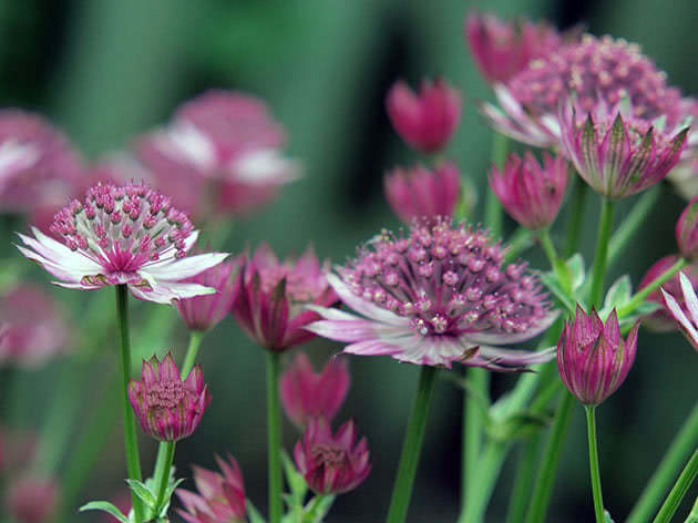 Hvordan og når man skal plante astrantia i hagen