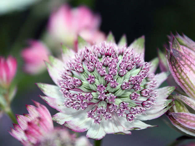 Hvordan vokse astrantia i hagen