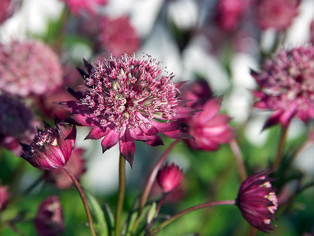 Hvordan plante og dyrke Astrantia