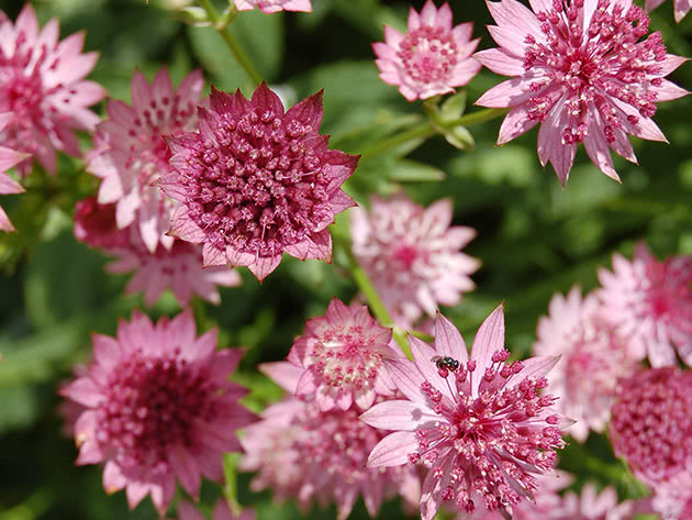 Astrantia major