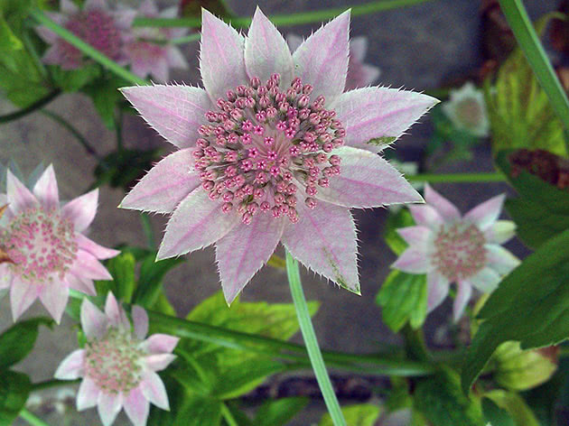 Astrantia maxima