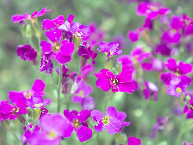 Uzgoj aubrijeta iz sjemena u vrtu