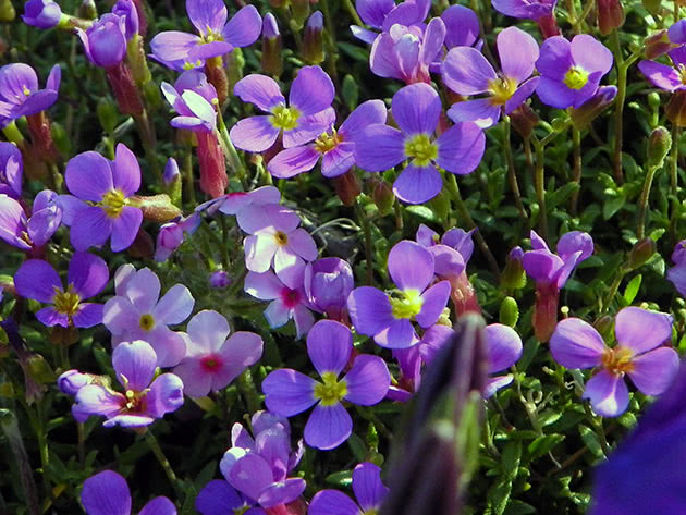 Plante og ta vare på en barbert hage