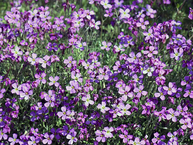 Blomstrende aubrietter