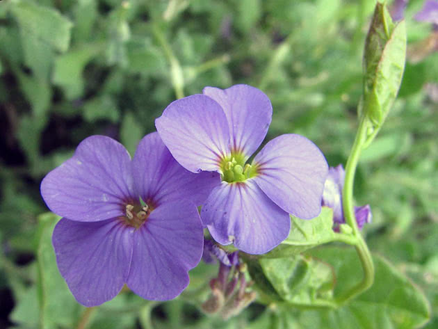 Aubriet-blomst