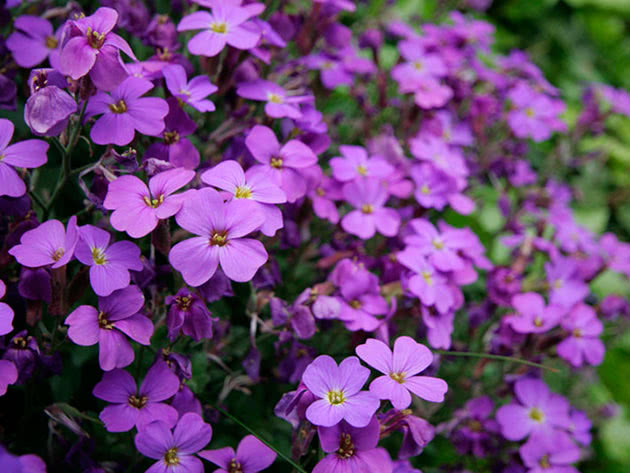 Aubrieta deltoidea