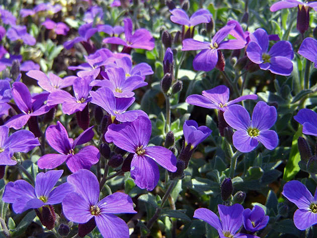 Aubrieta kulturell (Aubrieta x cultorum)