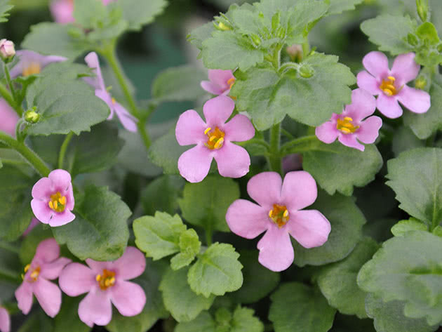 Plantering og stell av bacopa i hagen