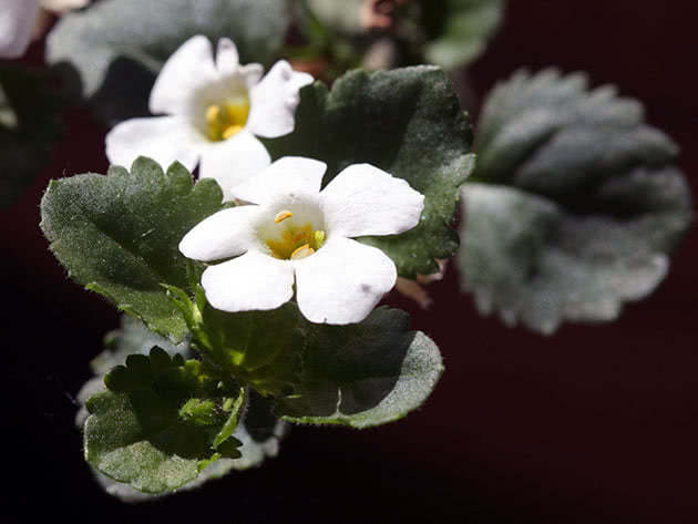 Vrste i sorte bacopa