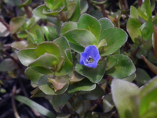 Bacopa caroliniana