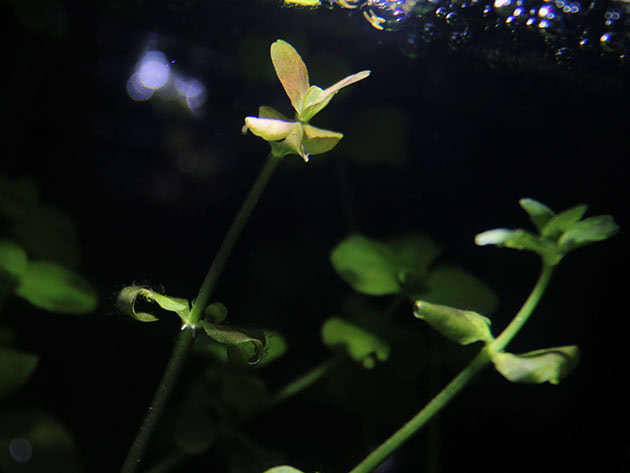 Australian Bacopa (Bacopa australis)