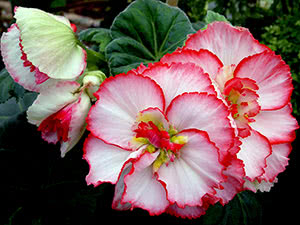 Begonia blomster