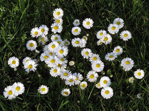 Tusenfryd eller tusenfryd - planting og stell