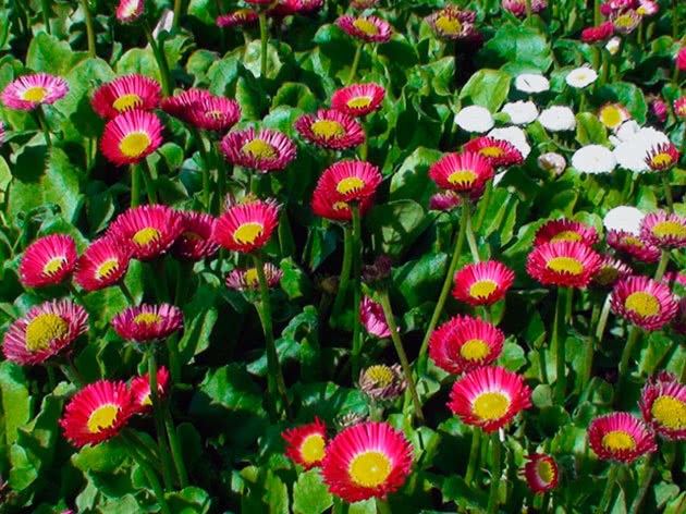 Tusenfryd i hagen og i blomsterbedet