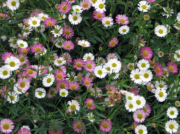 Flerårig Daisy / Bellis perennis