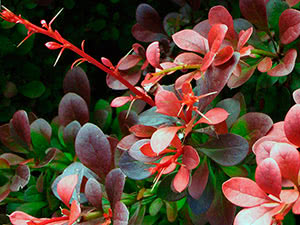 Voksende berberis Thunberg i hagen