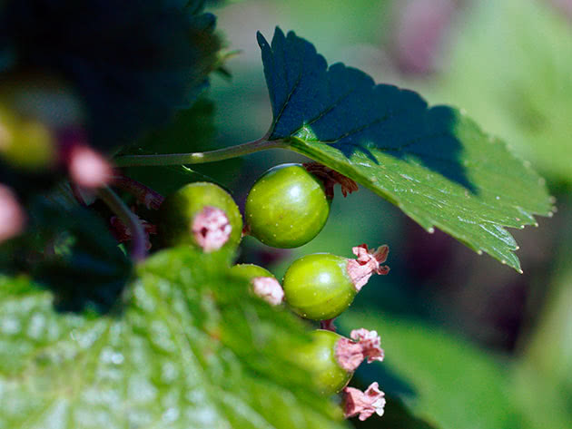 Hvordan og når man skal plante solbær i hagen