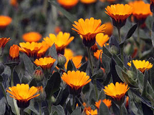 Calendula blomst