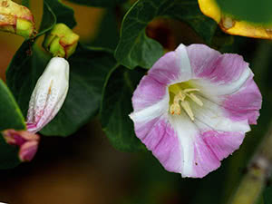 Calistegia blomst eller povoy