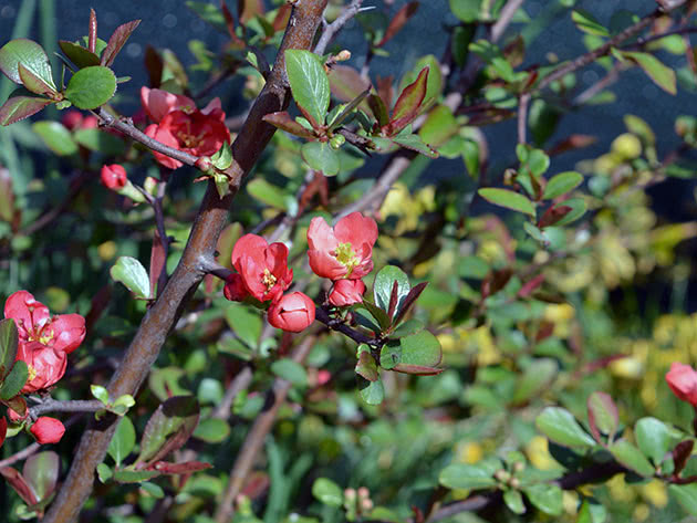 Plante og ta vare på japansk kvede