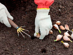 Planter vinterløk