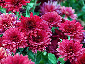 Hjem Chrysanthemum Care