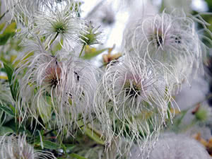 Høstplanting av clematis