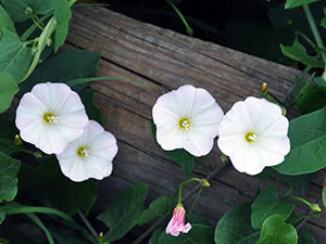 Bindweed blomst i hagen