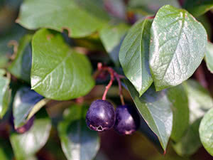 Dyrker en strålende cotoneaster i hagen