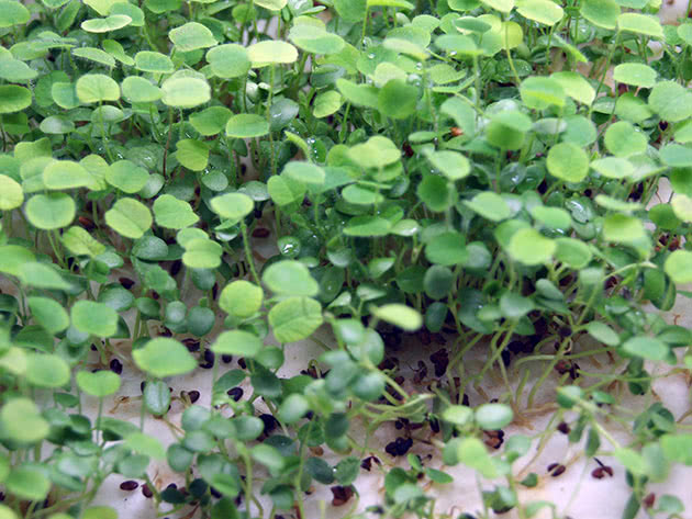 Planting og stell av brønnkarse hjemme