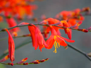 Crocosmia eller montbrecia blomst