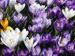 Crocus blomster