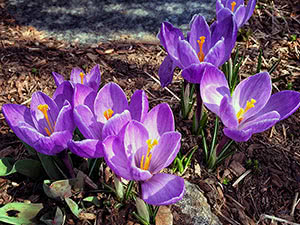 Høstplanting av krokuser