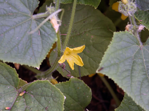 Blomstrende agurker i hagen