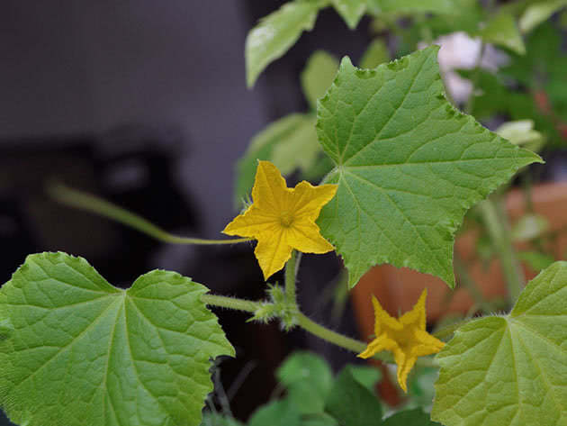 Blomstrende agurk