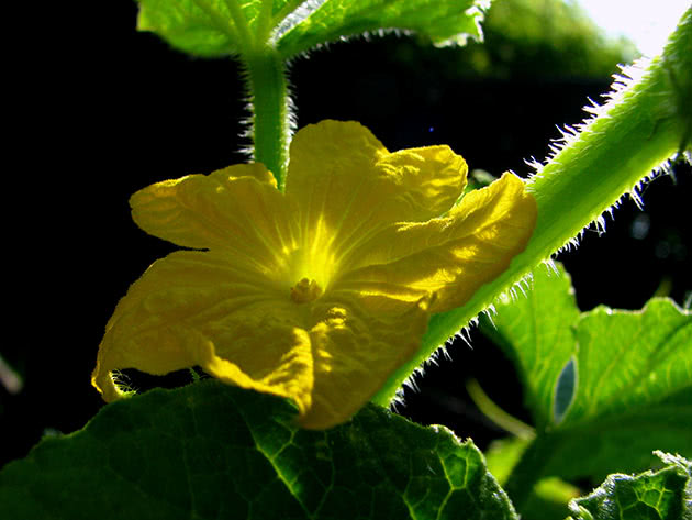 Blomstrende vinstokk agurk