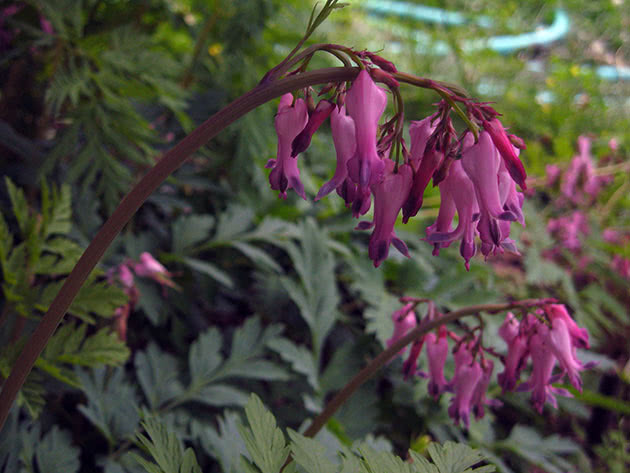 Dicentra utmerket, eller dicentra eksepsjonell, eller utmerket / Dicentra eximia