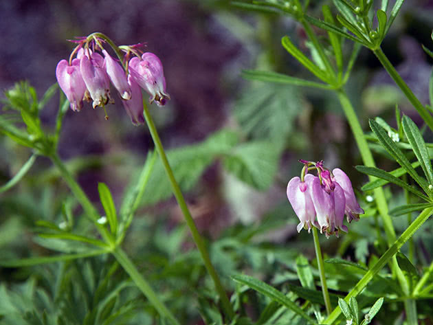 Dicentra vakker / Dicentra formosa